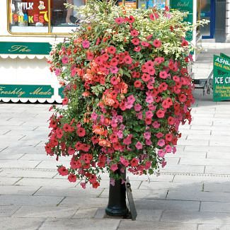 Manchester Flower Basket